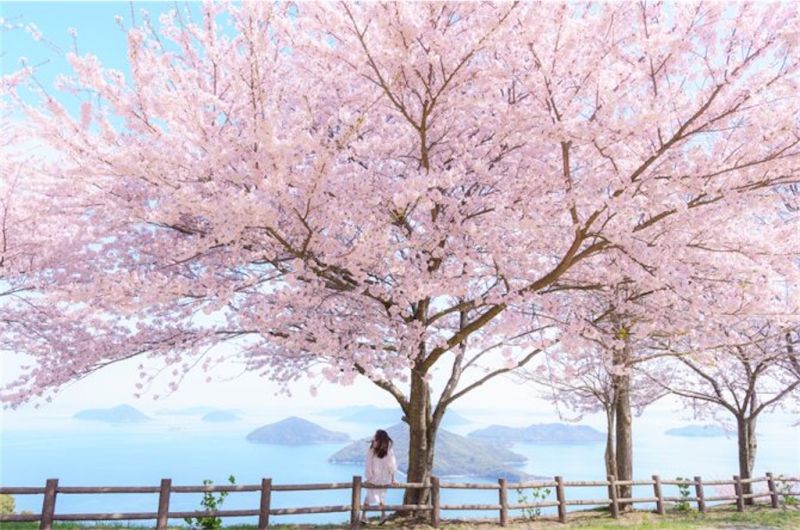 sakura sakura